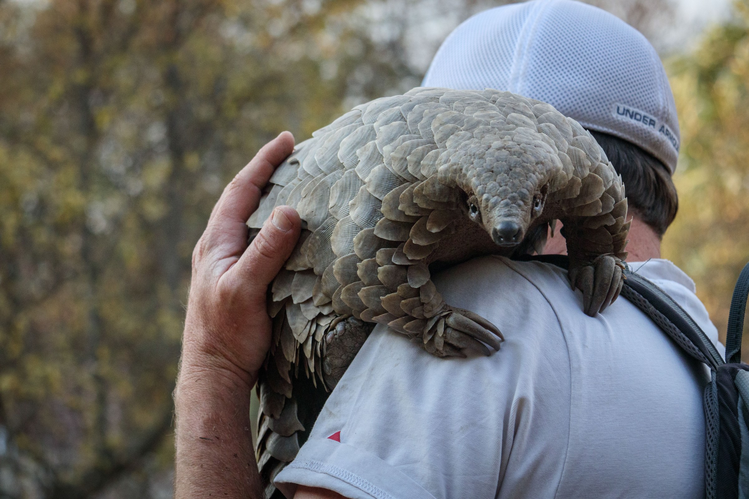 A pangolin resting on the shoulder of a man wearing a hat.